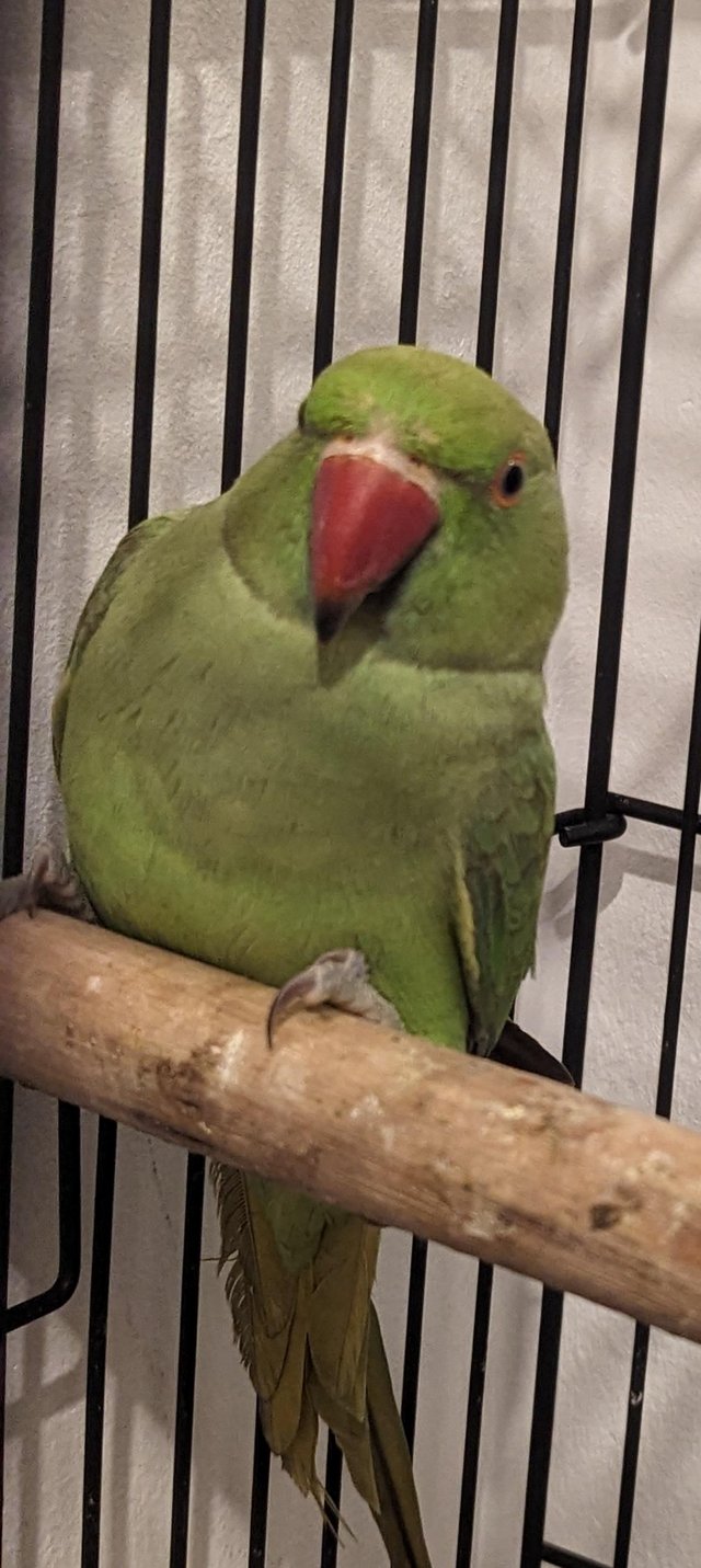 Preview of the first image of Indian ringneck for sale 160.