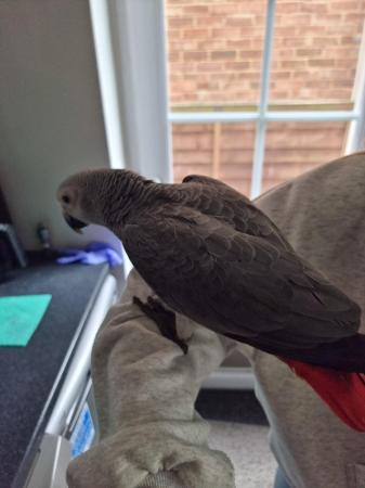 Image 5 of African Grey Baby hand reared