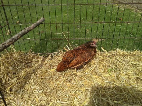 Image 1 of Gold Seebright Pullet( female)