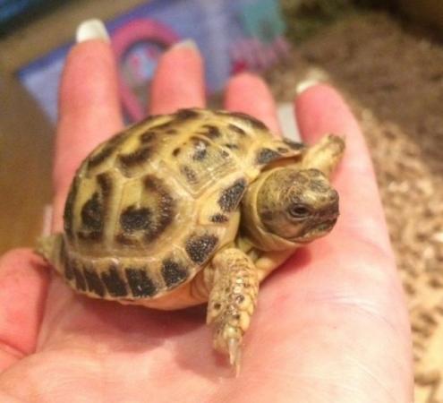 Image 5 of Baby tortoise - with fully set up home and accessories