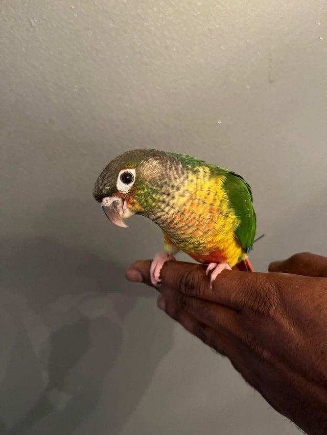 Preview of the first image of Hand reared green cheek conure.