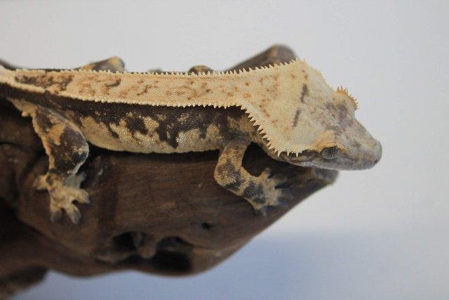 Image 7 of Crested geckos males and females