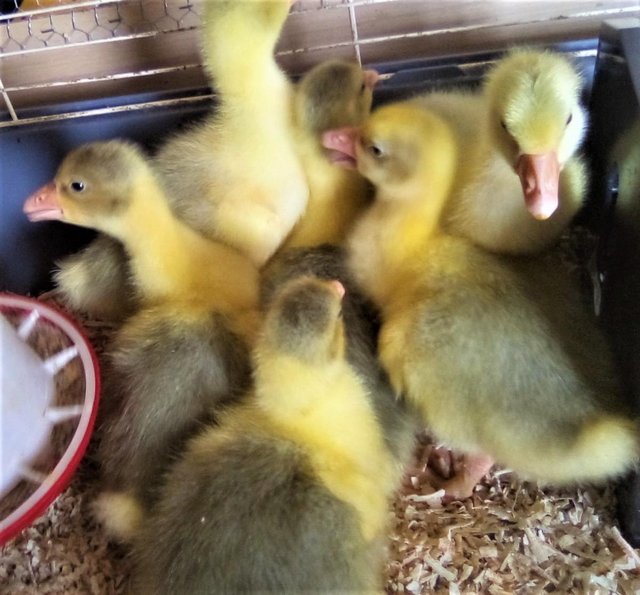 Preview of the first image of 4 x Embden Goose Hatching Eggs.