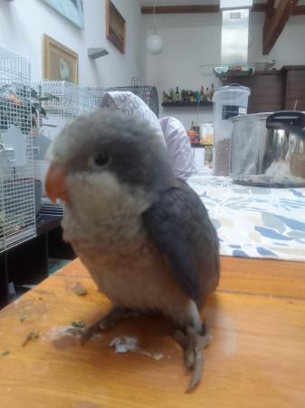 Image 10 of DNA tested baby Quaker parrots looking for loving homes