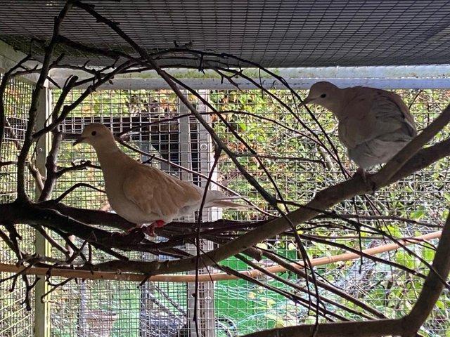 Preview of the first image of Various 2023 Barbary / Java Doves for sale.