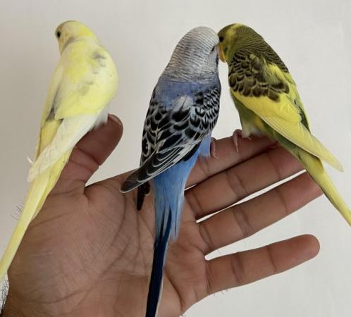 Image 10 of Hand Tame Baby Budgie Parakeets