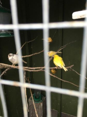Image 2 of ***Wanted*** Unwanted Canaries