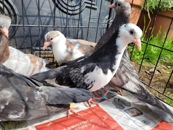 Image 7 of 9 Young Pigeons For Sale In Essex