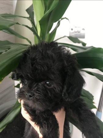 Image 9 of Toy poodle puppies, 5 puppies ready to leave 7th June