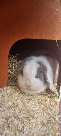 Image 6 of ** SOLD **available in 6 weeks pure breed mini lop rabbits