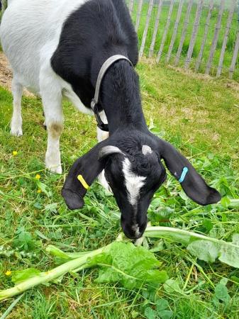 Image 2 of 2yr old friendly de-horned Boer X nanny goat