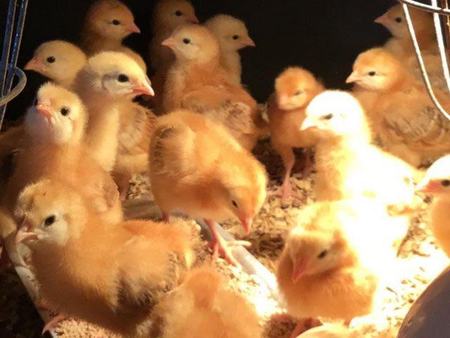 Preview of the first image of HUBBARD TABLE CHICKS / DAY OLDS.