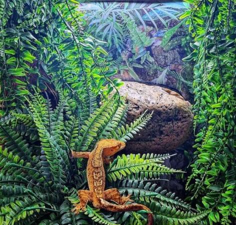 Image 13 of Stunning Yellow Crested Gecko