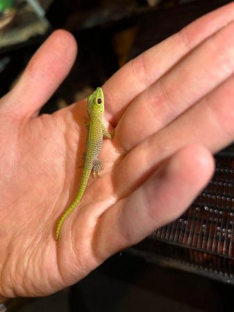 Image 4 of Giant day gecko babies, multiple available