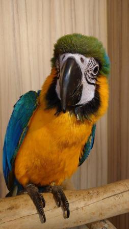Image 4 of Large Variety of Hand Reared Birds Available! - Updated Regu