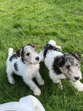 Image 2 of Wire haired fox terrier pups ready now