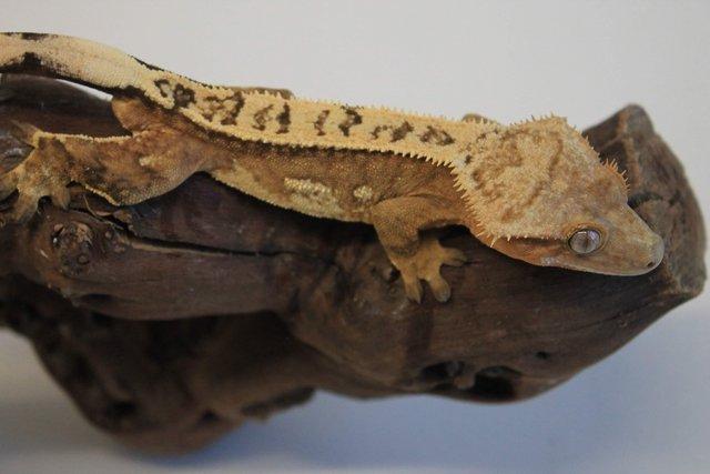 Image 17 of Crested geckos males and females