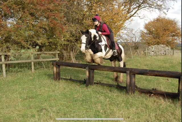 Image 1 of WANTED 15.2-16.2 horse for full loan or sale