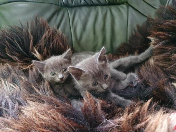Image 15 of RUSSIAN BLUE KITTENS FOR SALE