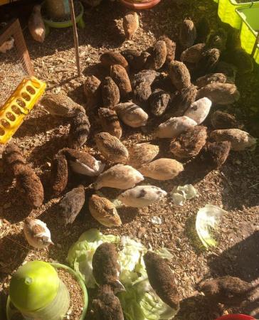 Image 30 of QUAIL HATCHING EGGS/4 BREEDS !