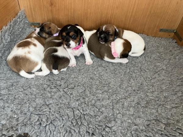 Image 5 of Stunning Jack Russell Puppies