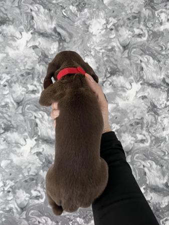 Image 10 of Stunning mini dachshunds