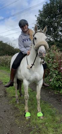 Image 3 of Great allrounder pony for experienced rider