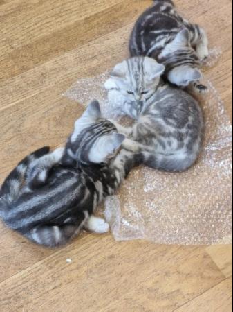 Image 16 of British Short Hair Kittens