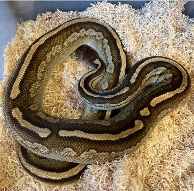 Preview of the first image of Black Pastel Mojave Het Pied Adult male ball python.