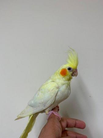 Image 4 of Hand Reared Gorgeous Cockatiel