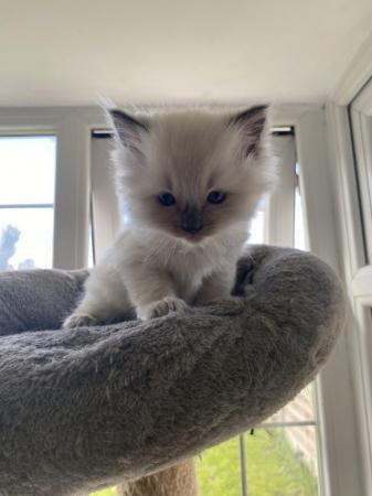 Image 9 of Last one! Pure Ragdoll kittens available now