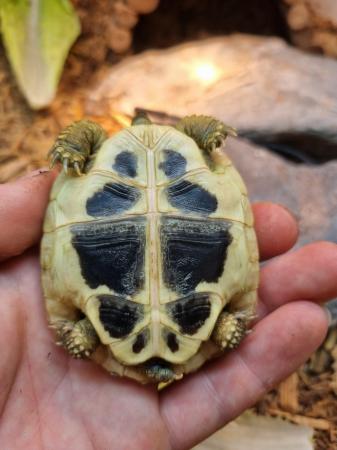 Image 4 of Several Baby Hermanns Tortoise