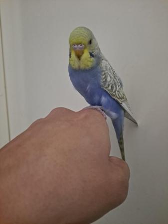 Image 10 of Silly hand tamed baby budgies for sale
