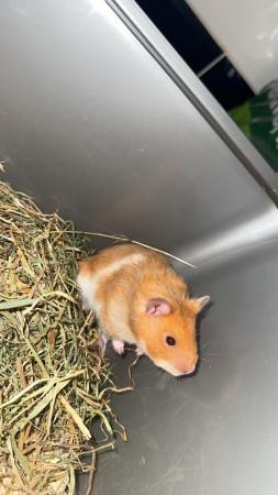 Image 2 of Beautiful Syrian hamster