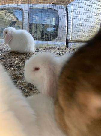 Image 5 of 8 Weeks Old White Dwarf Lop Rabbits