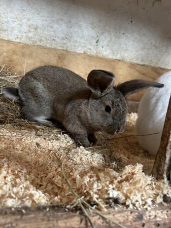 Image 2 of doe mixbred rabbit for sale