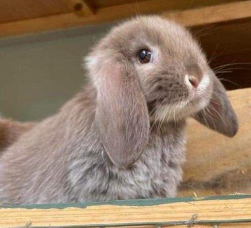 Image 1 of MINI LOP BUNNIES - 5 STAR HOMES ONLY