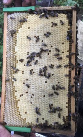 Image 15 of Bee Nucs overwintered 2024 for sale