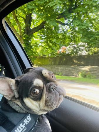 Image 1 of Wanted - French bulldog puppy