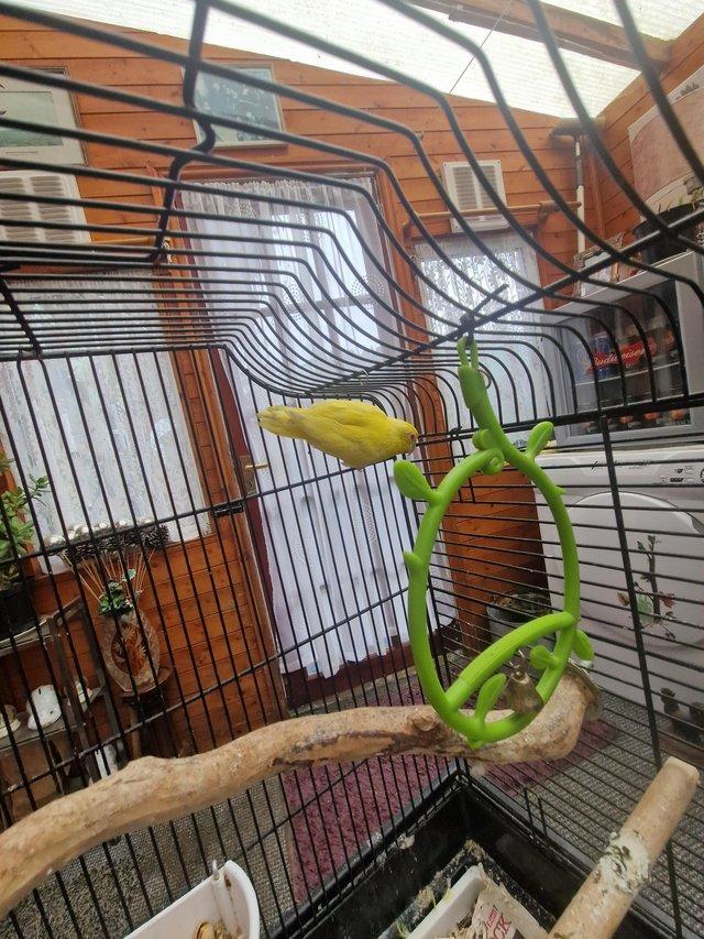 Preview of the first image of Yellow female parrotlet for sale.