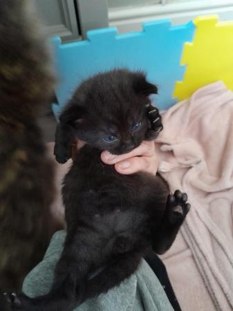 Image 5 of Beautiful black kittens