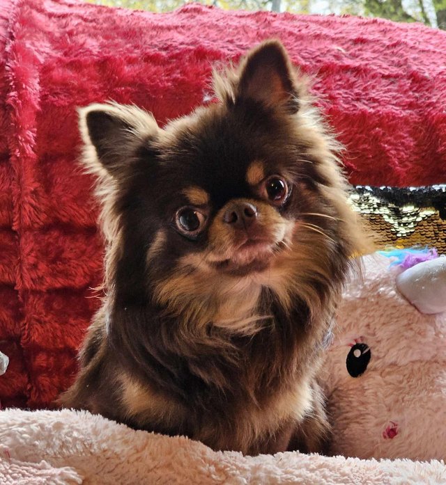 Preview of the first image of KC REGISTERED THAILAND CHIHUAHUA STUD DOG CHOCOLATE LONGCOAT.