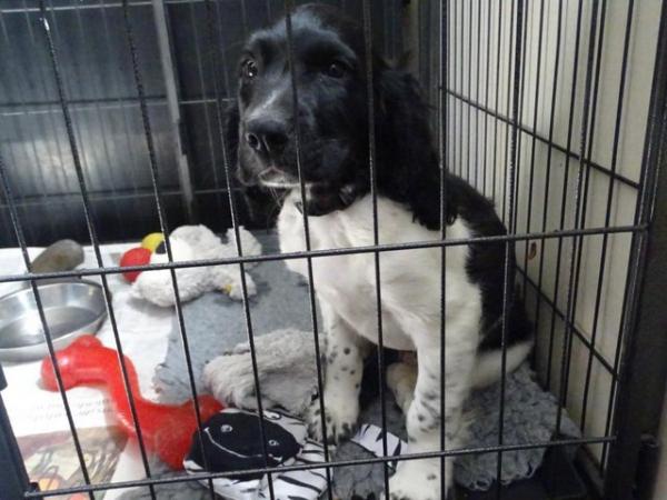 Image 4 of English Springer Spaniel, fully vaccinated, for sale