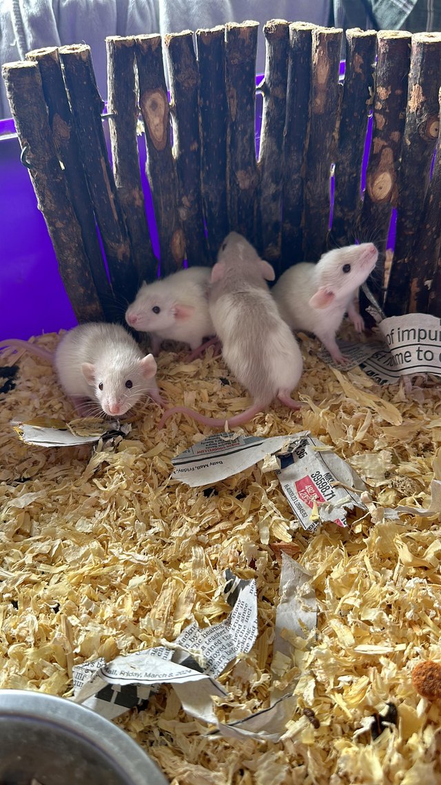 Preview of the first image of Silly Tame baby dumbo rats available.