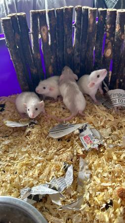 Image 1 of Silly Tame baby dumbo rats available