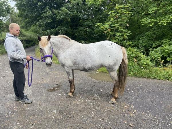 Image 8 of Spanish Spotted Saddle Horse 2024 foal