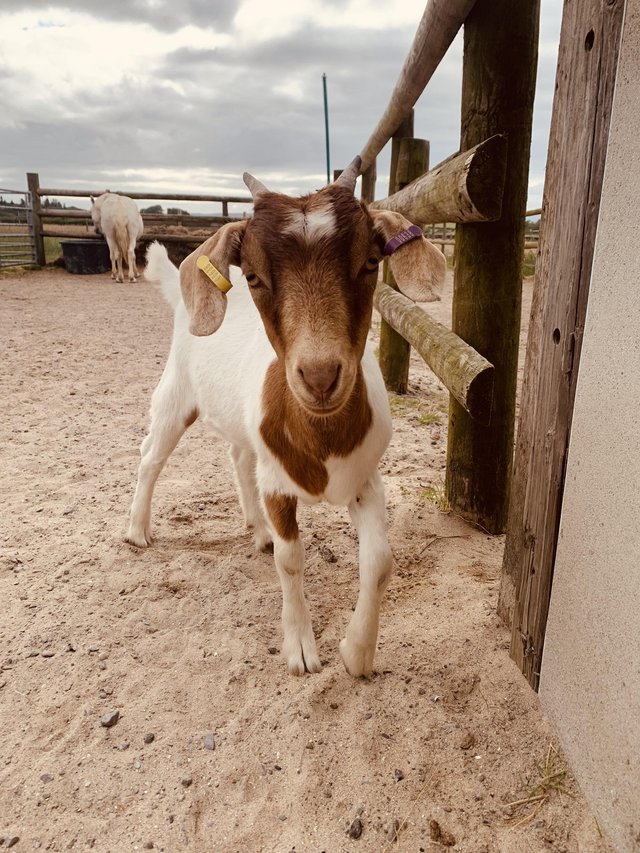 Preview of the first image of GG/British Alpine X  Boer Doeling Goat 5 months old.