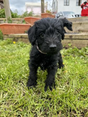 Image 4 of Schnoodle puppies ready 5/6th May