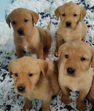 Image 1 of Kc Reg Fox Red Labrador Puppies From Health Tested Parents