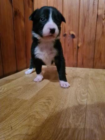 Image 5 of Border collie puppy available